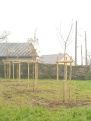 Les premiers arbres plantés en janvier 2013